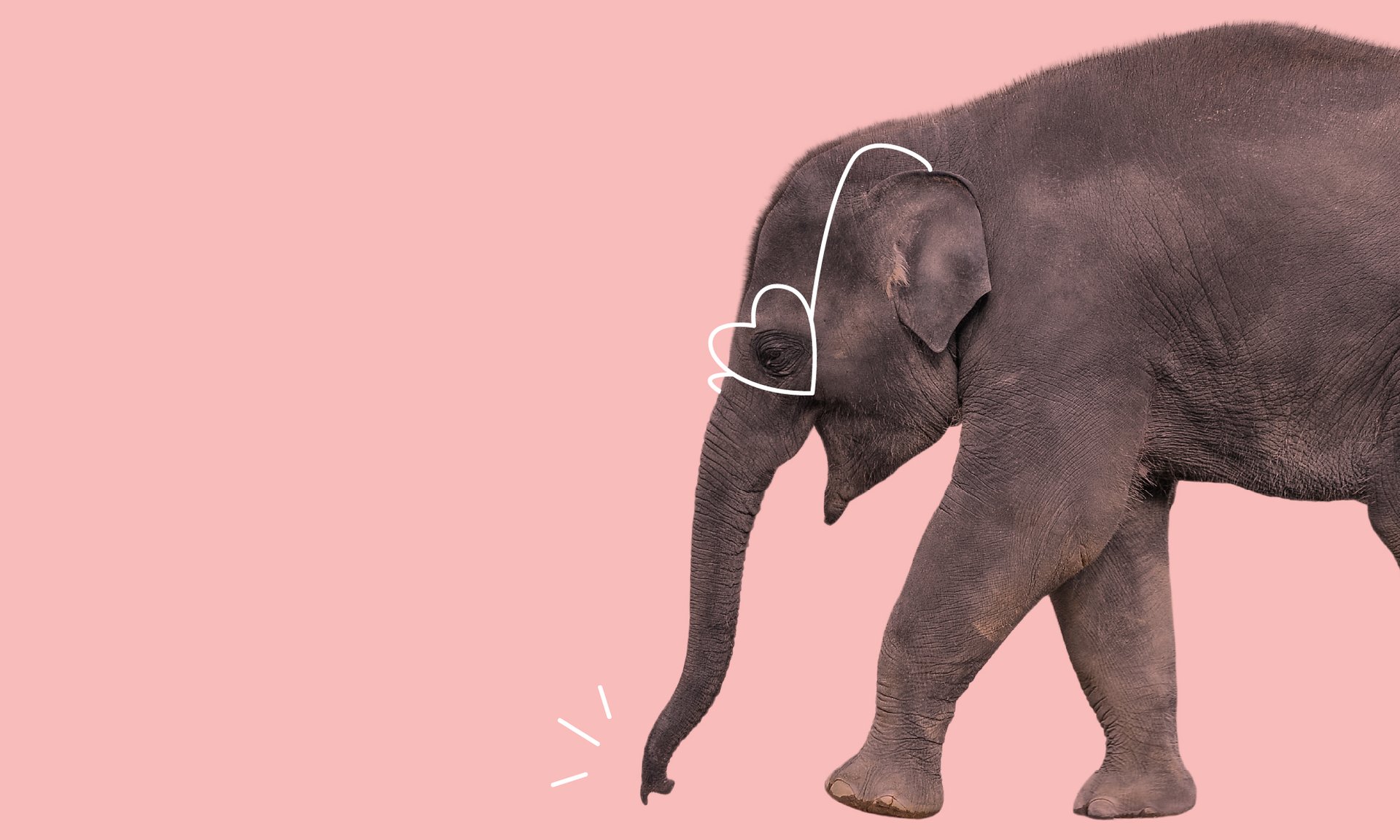 Illustration of an elephant with heart-shaped glasses